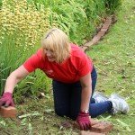 Kneeling woman weeding a flower bed