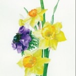 Watercolour of daffodils