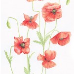 Watercolour of poppies