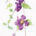 Watercolour of purple flowers