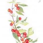 Watercolour of red berries