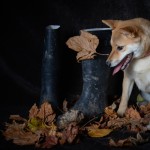 Dog sitting next to welly boots