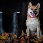 Dog sitting next to welly boots