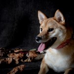 Dog sitting next to welly boots