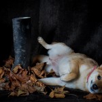 Dog sitting next to welly boots