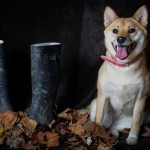 Dog sitting next to welly boots