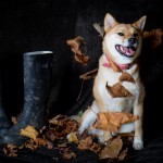 Dog sitting next to welly boots