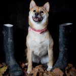 Dog sitting next to welly boots