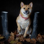 Dog sitting next to welly boots
