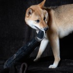 Dog sitting next to welly boots