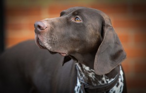 brown dog