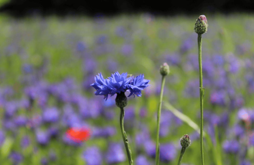 A beautiful cornflower blue/purple flower can be seen in the foreground of the image.