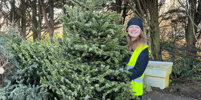 Photo of lady with long hair and a beanie on holding a real Christmas tree. She smiles at the camera.